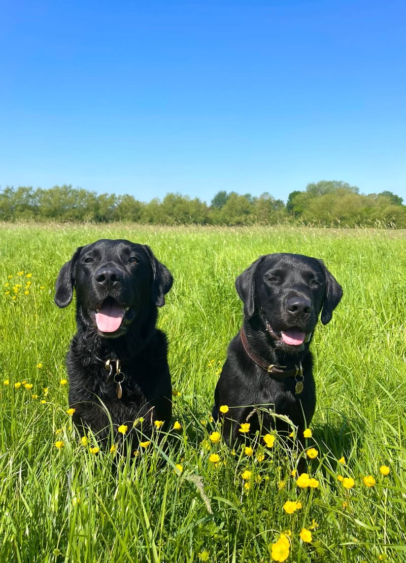 Two black Labradors sitting in a buttercup meadow under a blue sky