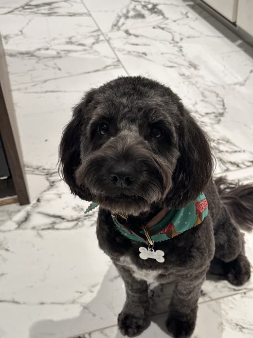 Groomed black curly-coated dog with a bone tag looking up from the salon floor