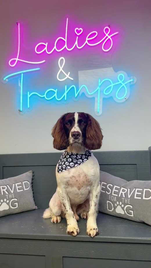 Brown and white springer spaniel in a bandana after its groom